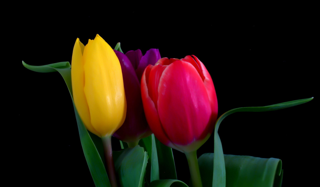 Screenshot №1 pro téma Macro Tulips 1024x600