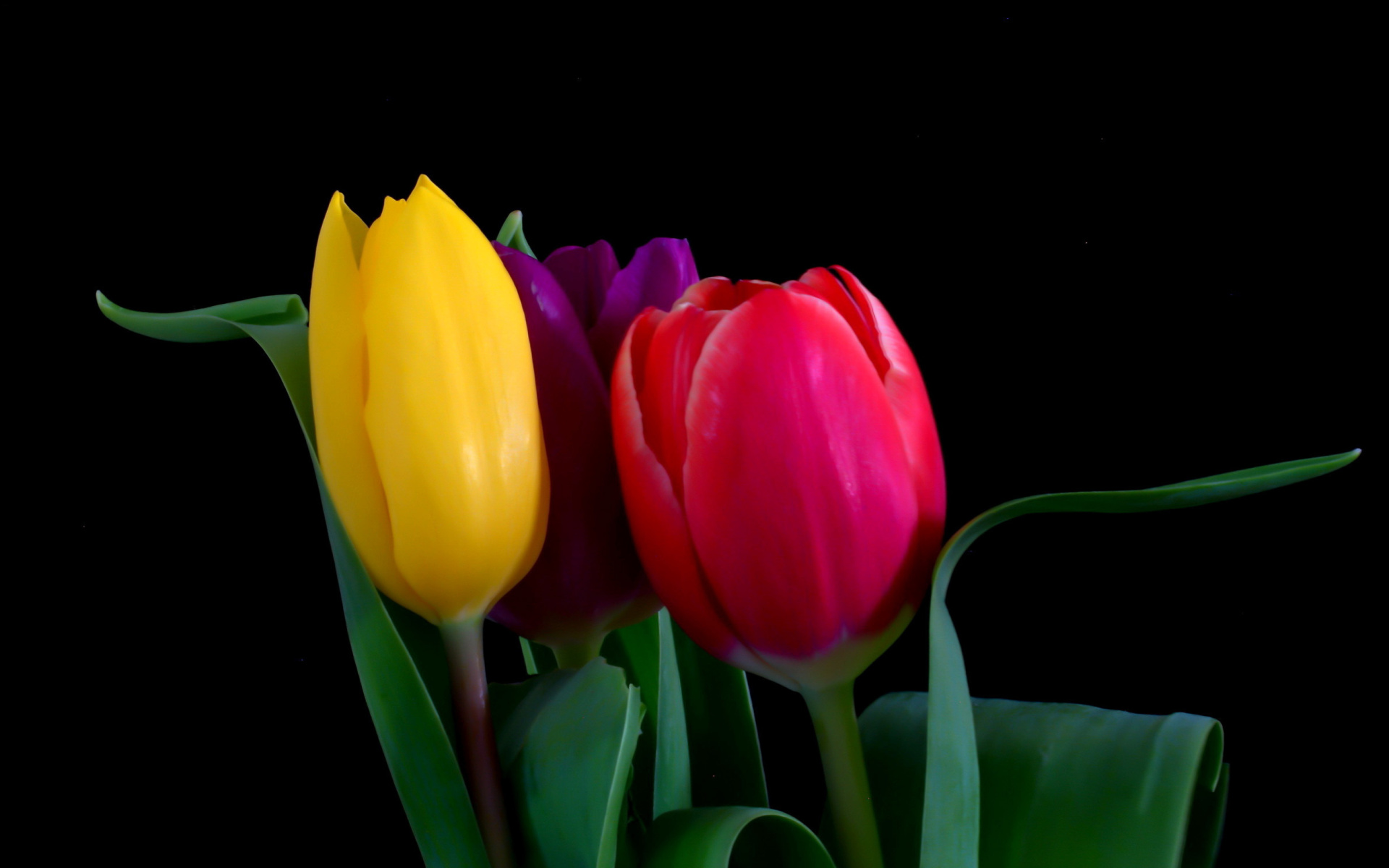 Screenshot №1 pro téma Macro Tulips 1920x1200