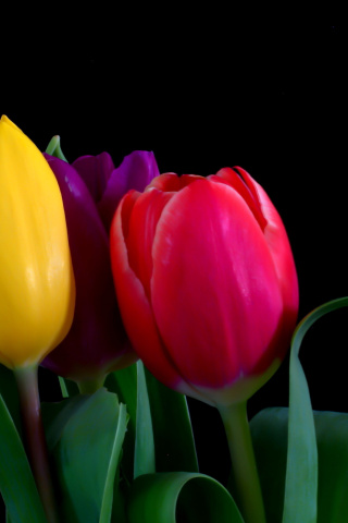 Fondo de pantalla Macro Tulips 320x480