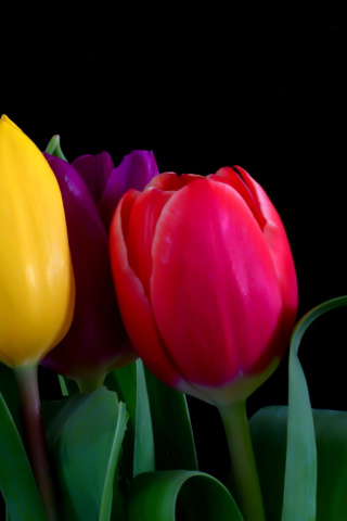 Macro Tulips wallpaper 320x480