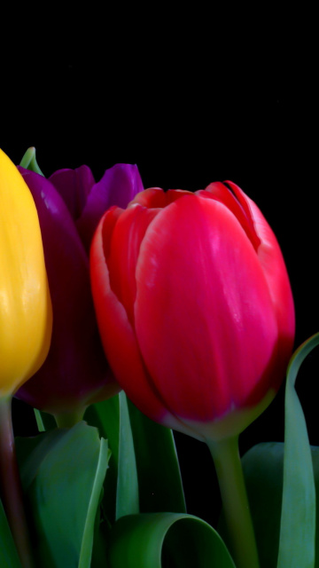 Screenshot №1 pro téma Macro Tulips 360x640