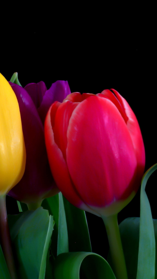 Screenshot №1 pro téma Macro Tulips 640x1136