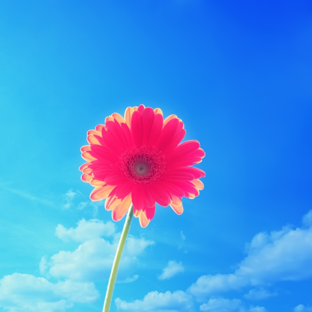 Das Pink Gerbera Wallpaper 1024x1024