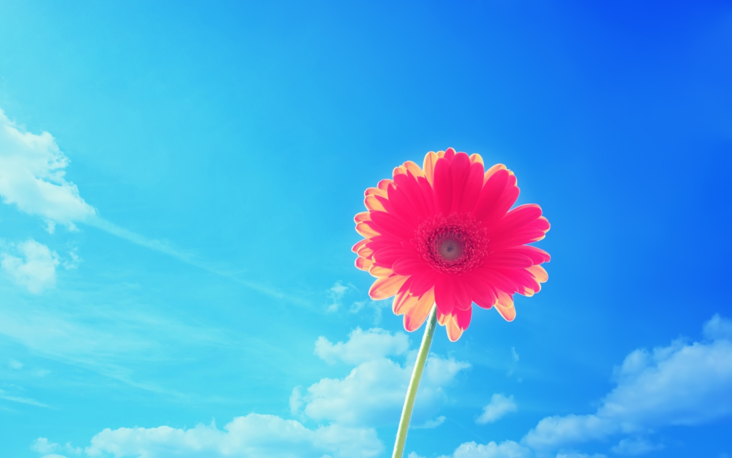 Pink Gerbera wallpaper 2560x1600