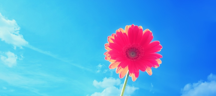 Pink Gerbera screenshot #1 720x320