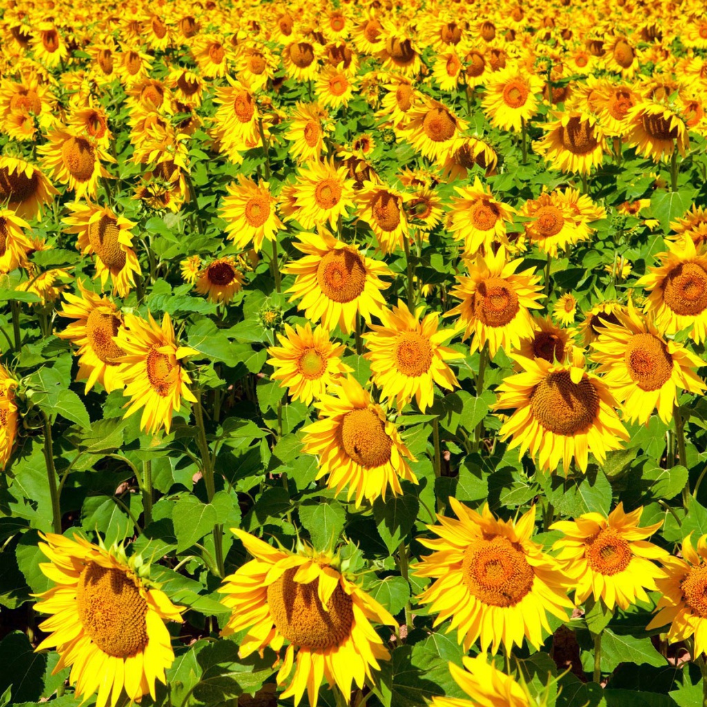 Das Sunflowers Field Wallpaper 1024x1024