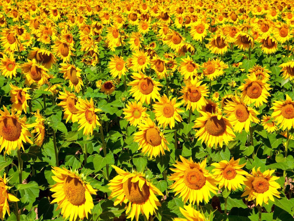 Sunflowers Field wallpaper 1024x768