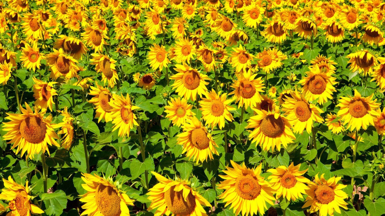 Screenshot №1 pro téma Sunflowers Field 1280x720