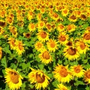 Обои Sunflowers Field 128x128