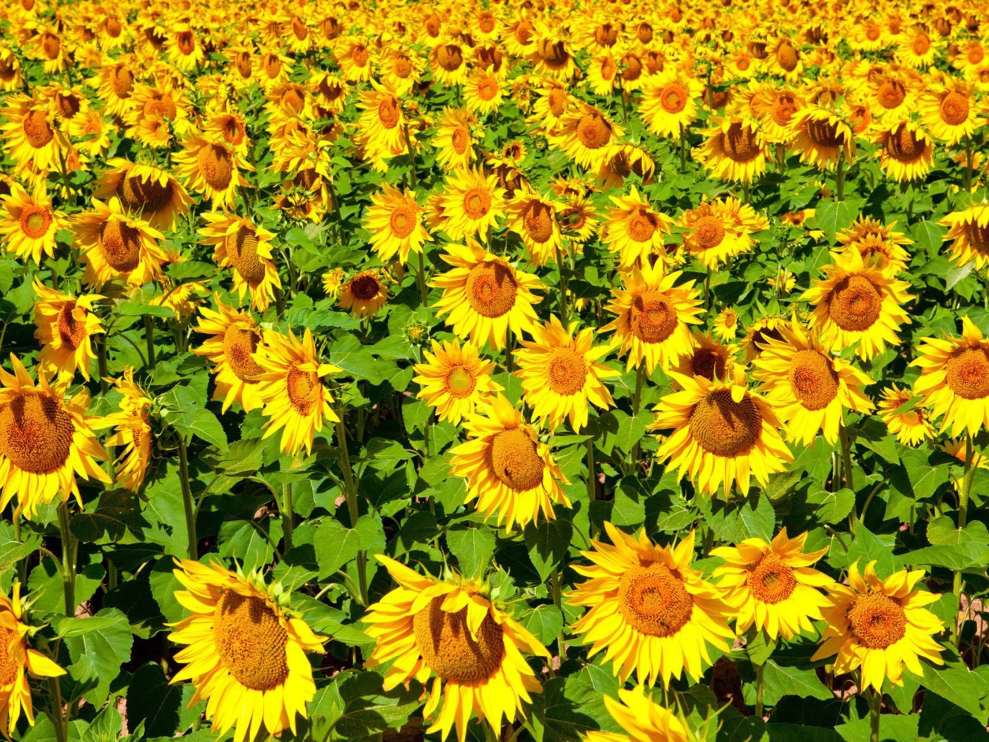 Screenshot №1 pro téma Sunflowers Field 1400x1050