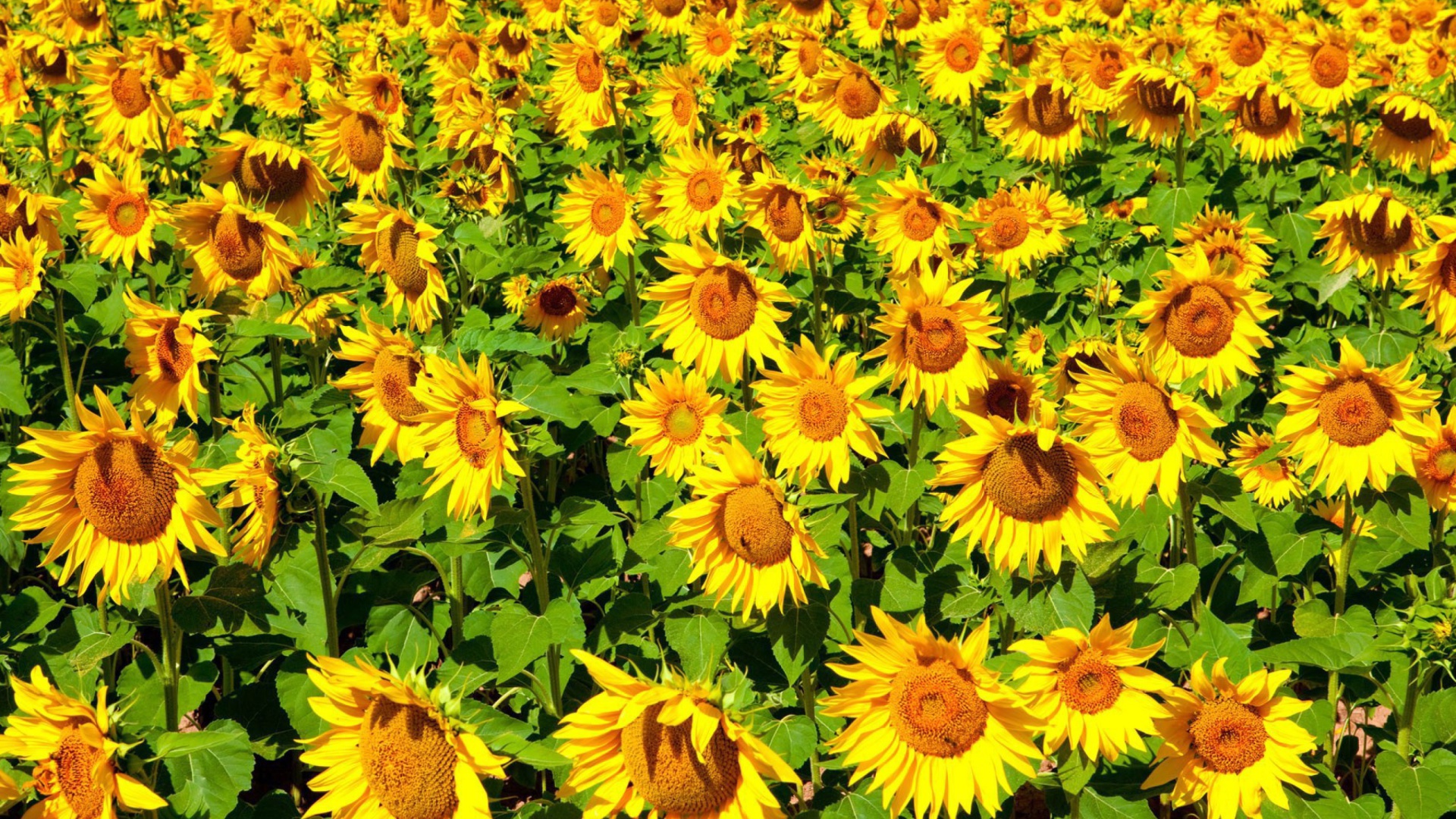 Sfondi Sunflowers Field 1920x1080