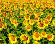 Fondo de pantalla Sunflowers Field 220x176