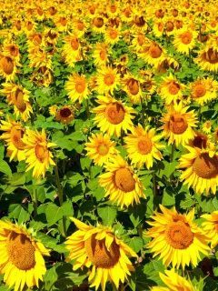 Das Sunflowers Field Wallpaper 240x320