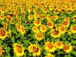 Обои Sunflowers Field 320x240