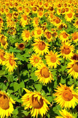 Fondo de pantalla Sunflowers Field 320x480