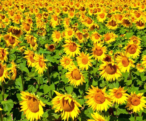 Fondo de pantalla Sunflowers Field 480x400