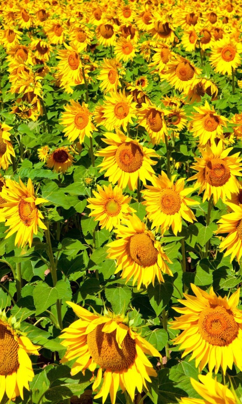 Sunflowers Field wallpaper 480x800