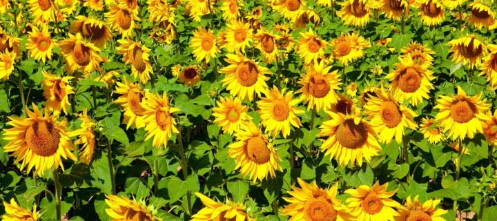 Screenshot №1 pro téma Sunflowers Field 720x320