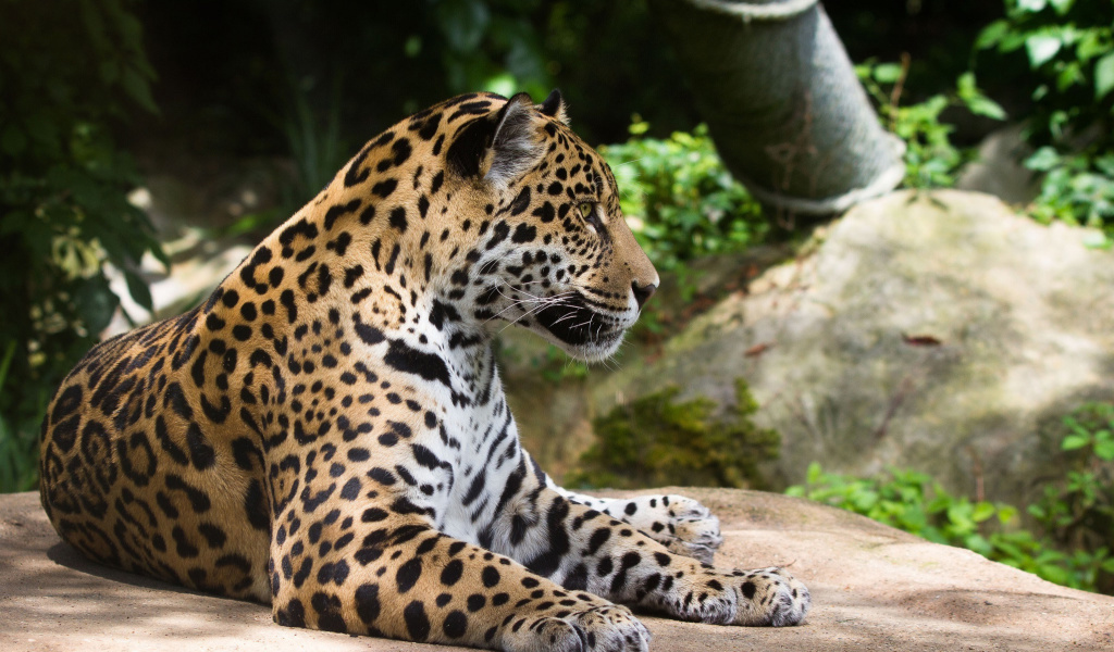Screenshot №1 pro téma Jaguar Wild Cat 1024x600
