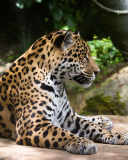 Jaguar Wild Cat wallpaper 128x160