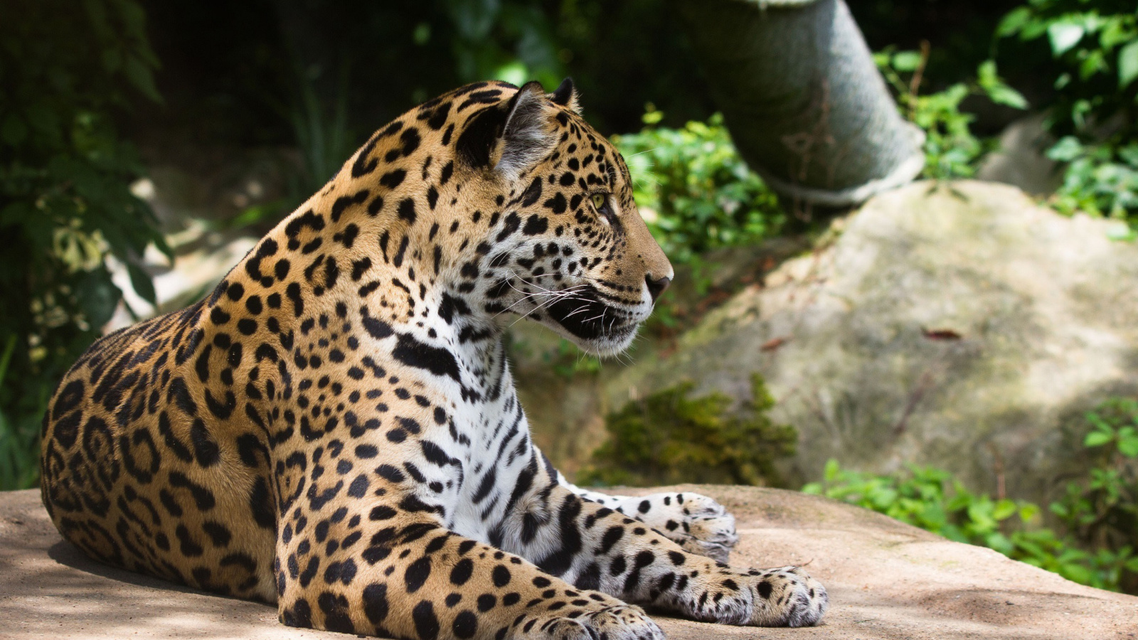 Screenshot №1 pro téma Jaguar Wild Cat 1600x900