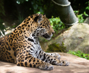 Screenshot №1 pro téma Jaguar Wild Cat 176x144