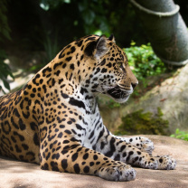 Screenshot №1 pro téma Jaguar Wild Cat 208x208