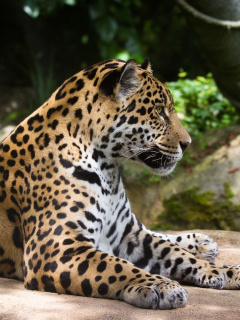 Fondo de pantalla Jaguar Wild Cat 240x320