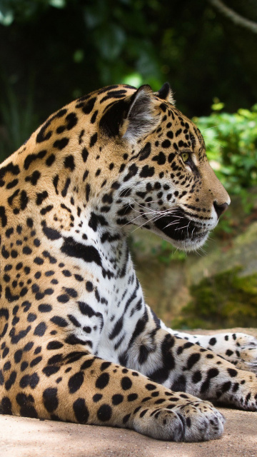 Обои Jaguar Wild Cat 360x640