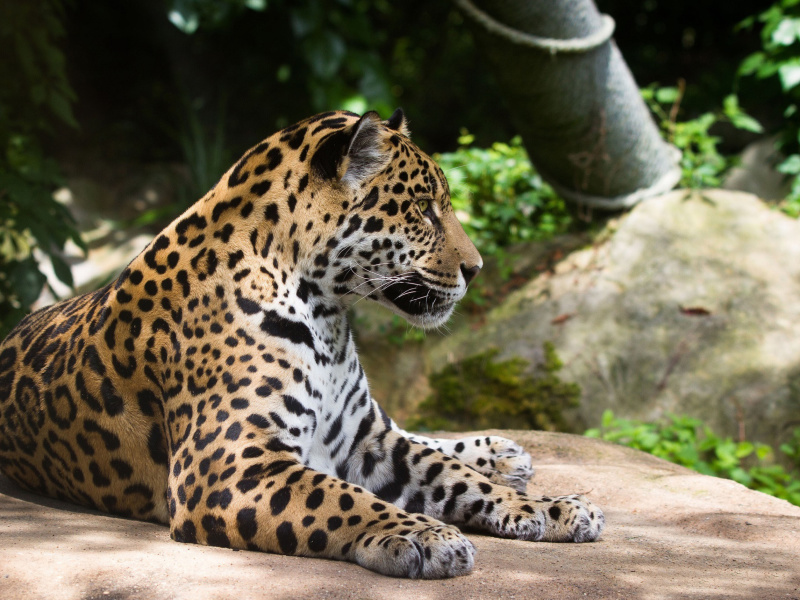 Fondo de pantalla Jaguar Wild Cat 800x600