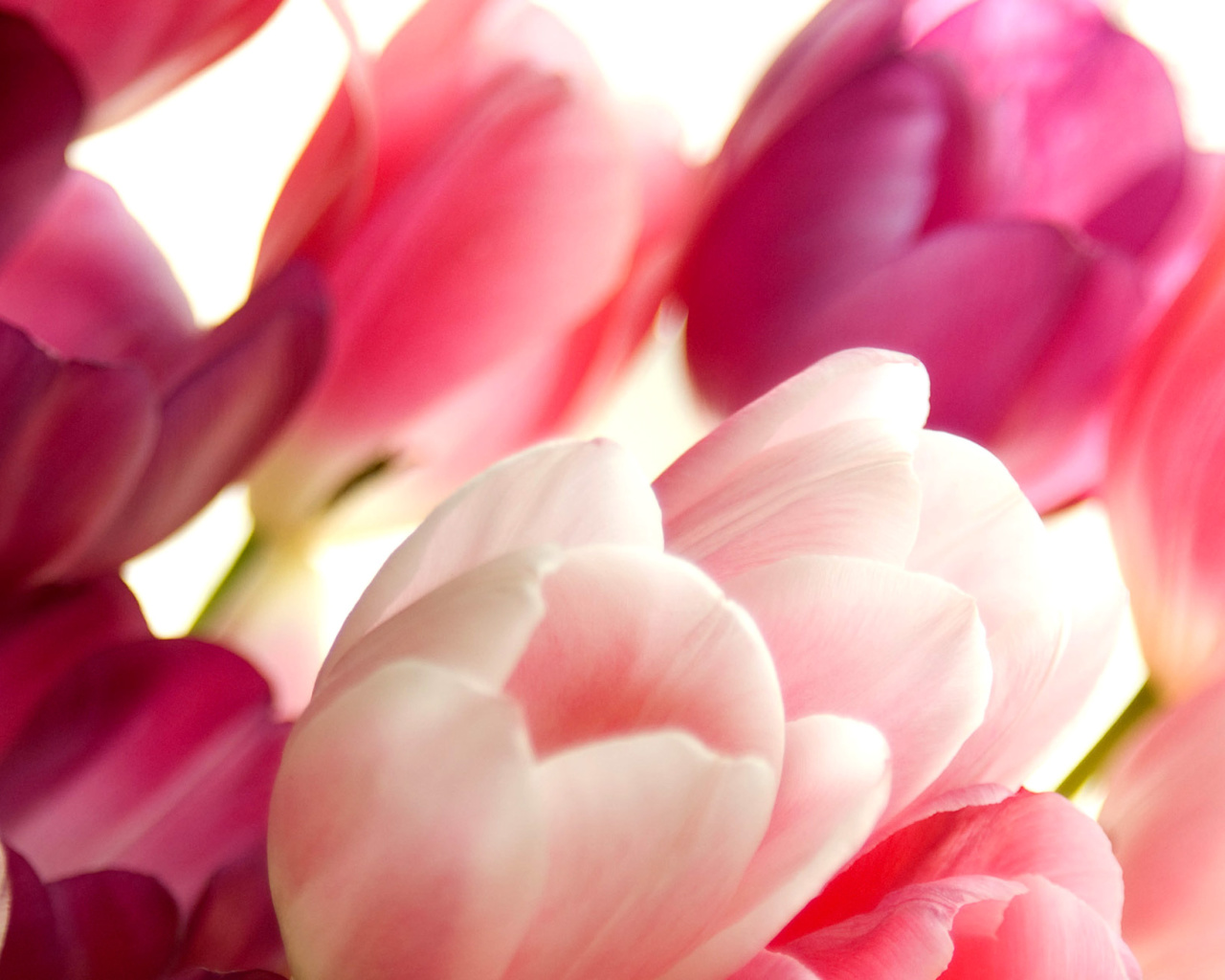 Sfondi Delicate Tulips Macro Photo 1280x1024