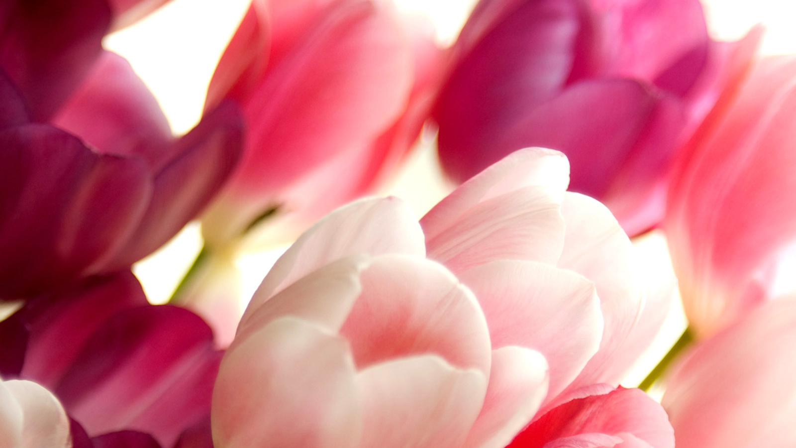 Delicate Tulips Macro Photo screenshot #1 1600x900