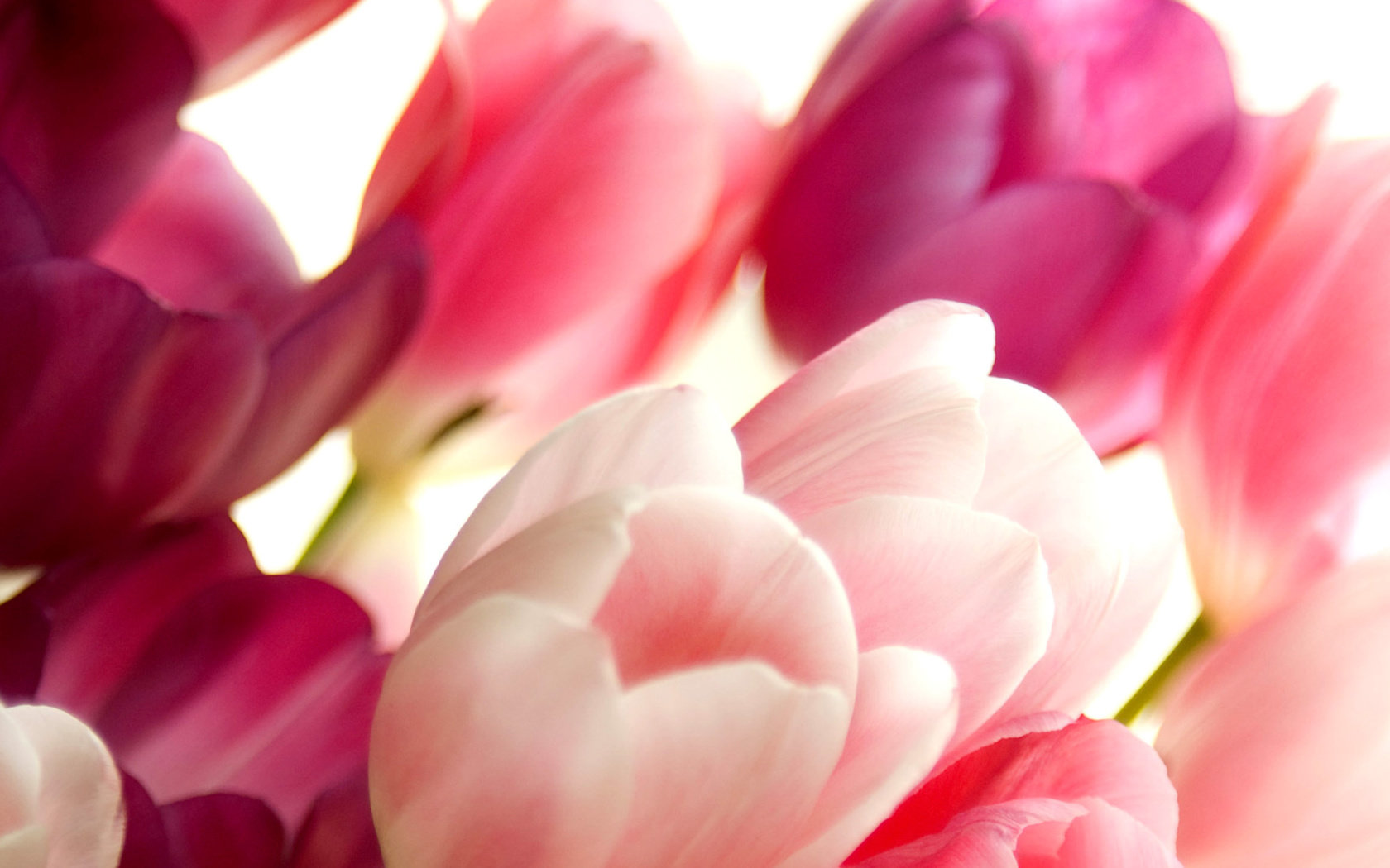 Screenshot №1 pro téma Delicate Tulips Macro Photo 1680x1050