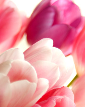 Screenshot №1 pro téma Delicate Tulips Macro Photo 176x220