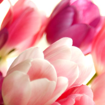 Delicate Tulips Macro Photo screenshot #1 208x208