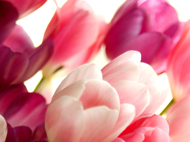Delicate Tulips Macro Photo wallpaper 640x480