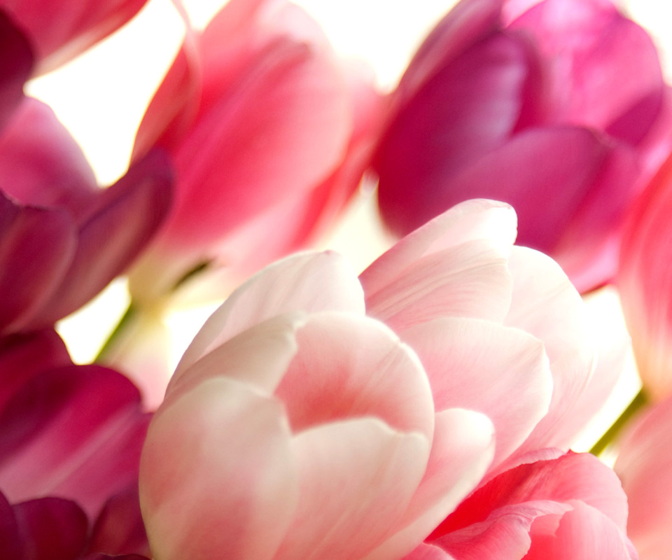 Fondo de pantalla Delicate Tulips Macro Photo 960x800