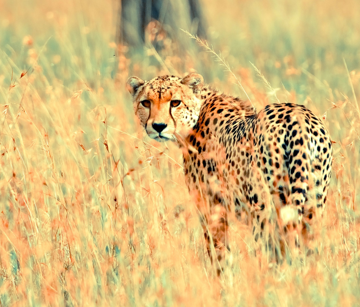 Screenshot №1 pro téma Beautiful Cheetah 1200x1024