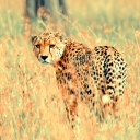 Fondo de pantalla Beautiful Cheetah 128x128