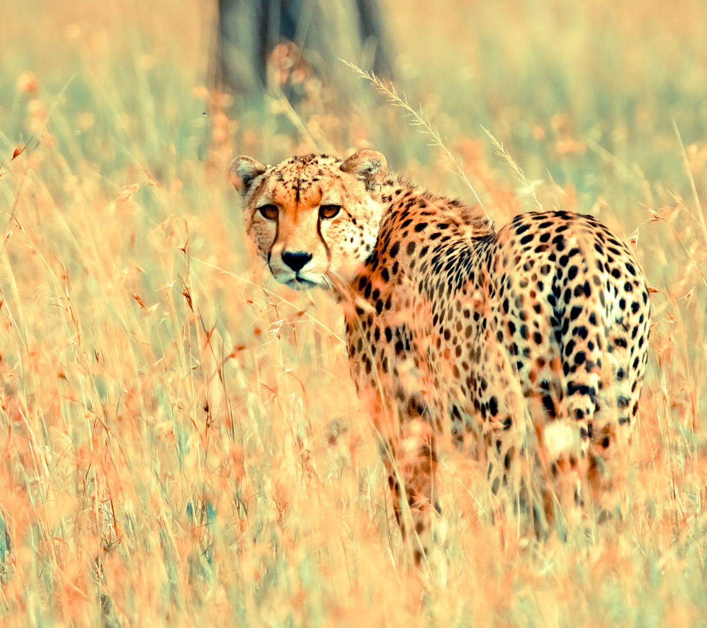 Fondo de pantalla Beautiful Cheetah 1440x1280