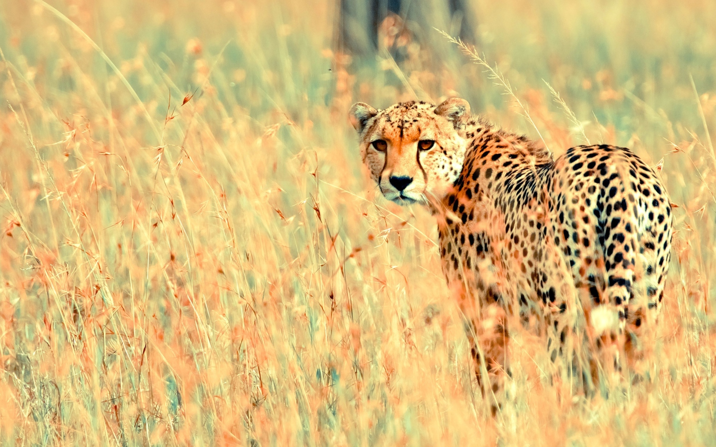 Screenshot №1 pro téma Beautiful Cheetah 1440x900