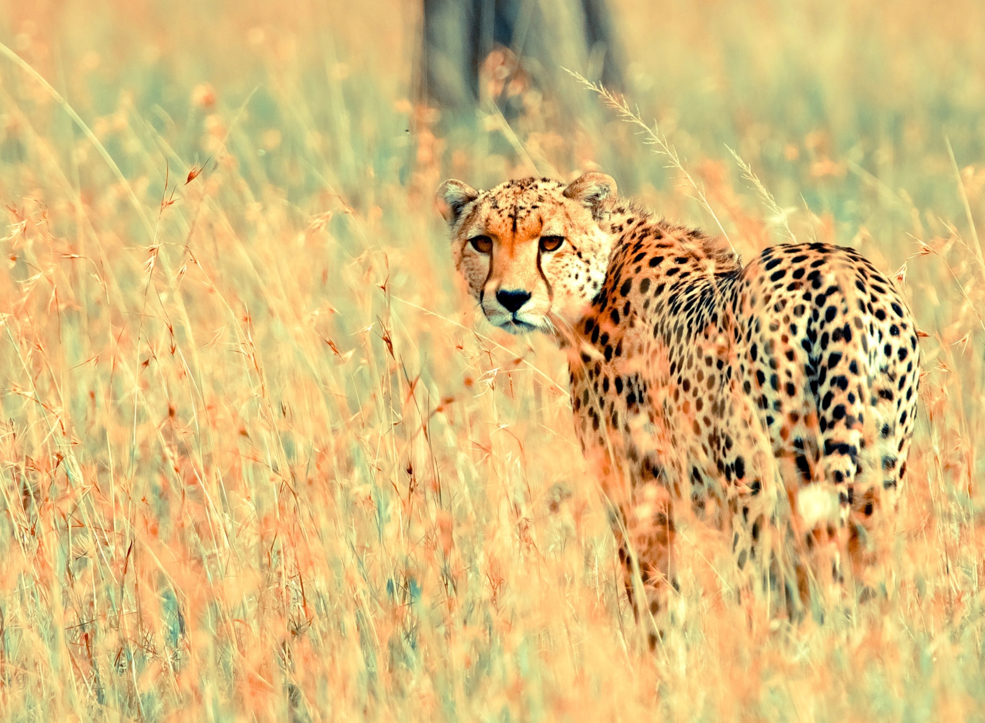 Fondo de pantalla Beautiful Cheetah 1920x1408