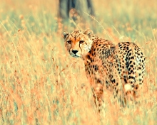 Screenshot №1 pro téma Beautiful Cheetah 220x176