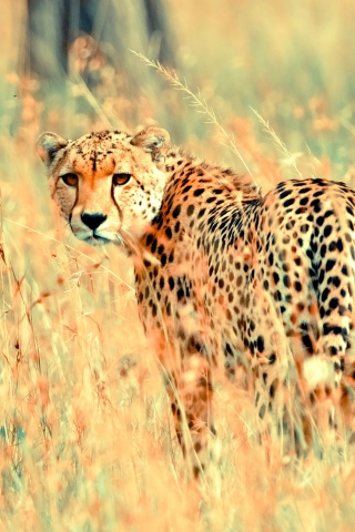 Fondo de pantalla Beautiful Cheetah 320x480