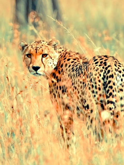 Обои Beautiful Cheetah 480x640