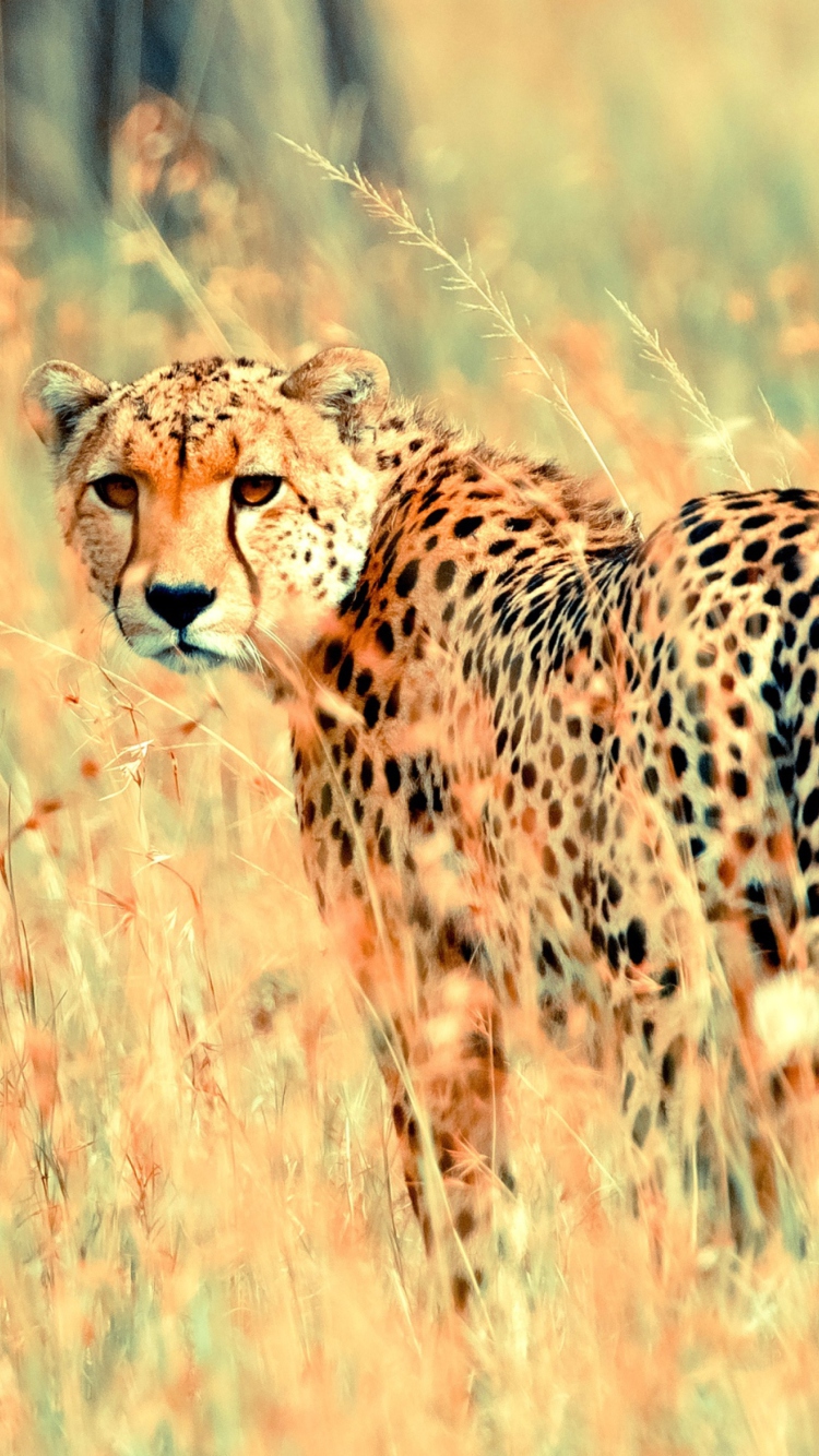 Das Beautiful Cheetah Wallpaper 750x1334