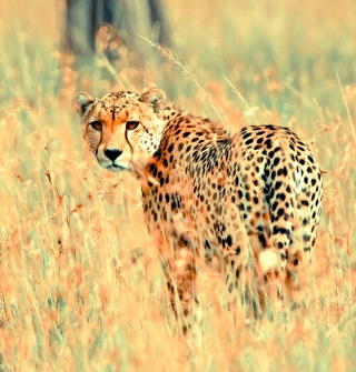 Beautiful Cheetah - Obrázkek zdarma pro 208x208