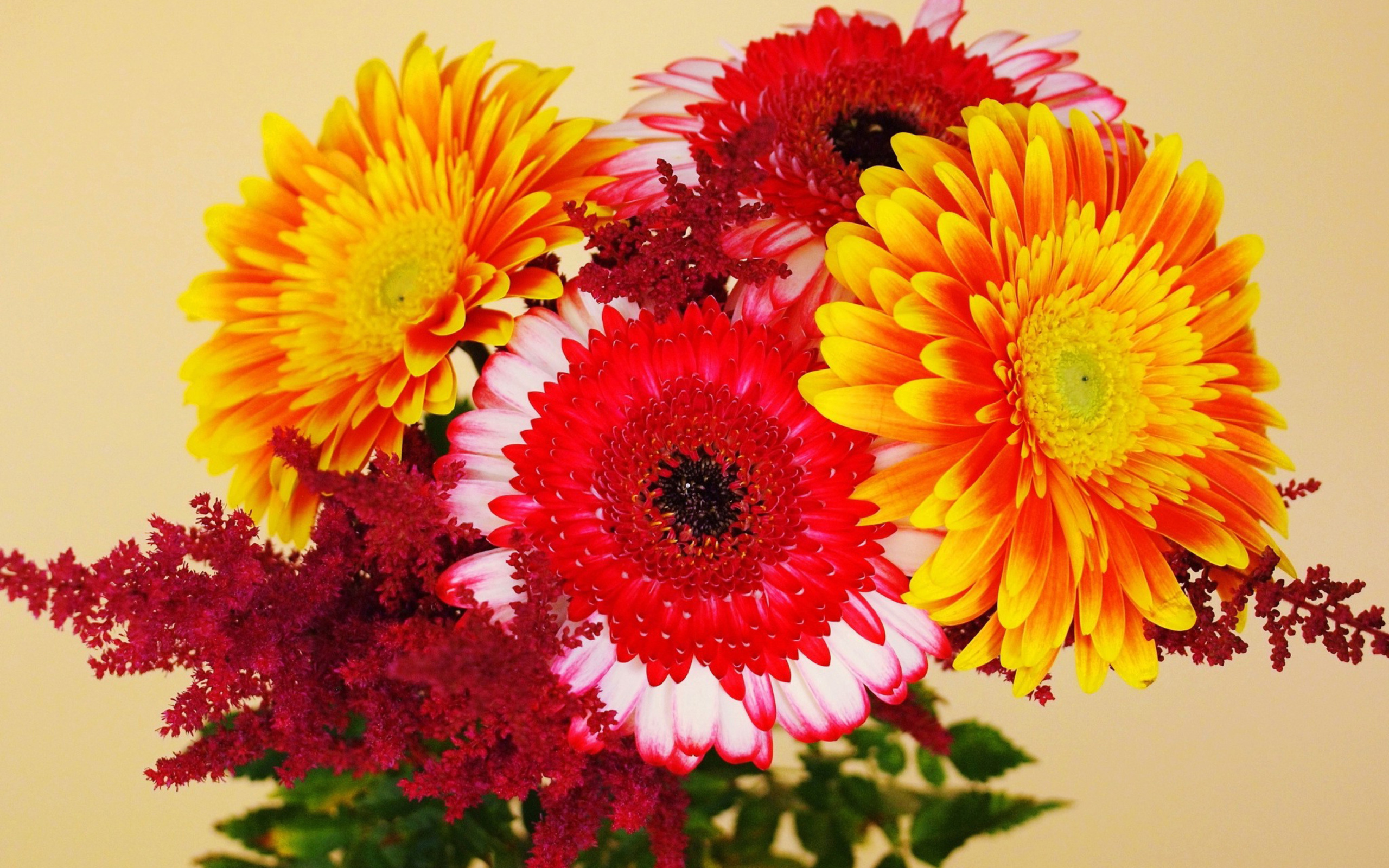 Sfondi Gerbera Wedding Bouquet 2560x1600