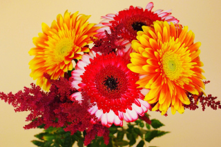 Gerbera Wedding Bouquet Wallpaper for Android, iPhone and iPad