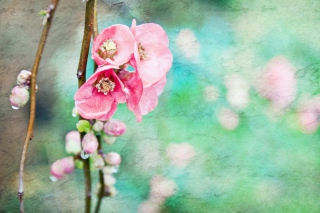 Kostenloses Spring Flowers Vintage Effect Wallpaper für Samsung Galaxy A3